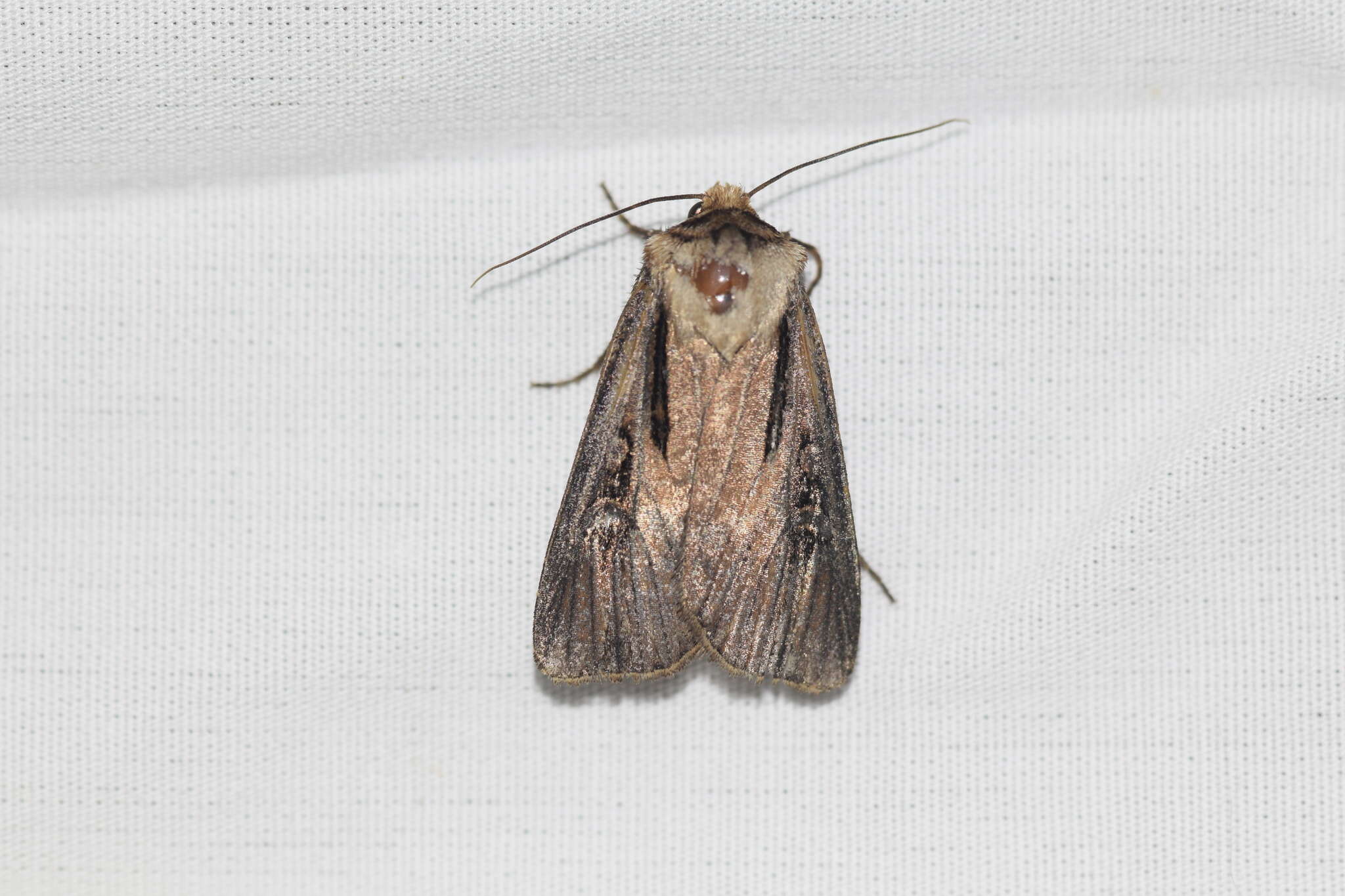 صورة Agrotis volubilis Harvey 1874