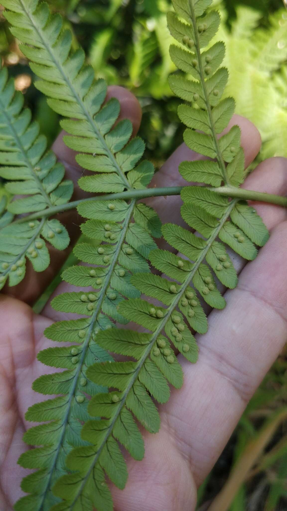 Image of Dryopteris aitoniana Pic. Serm.