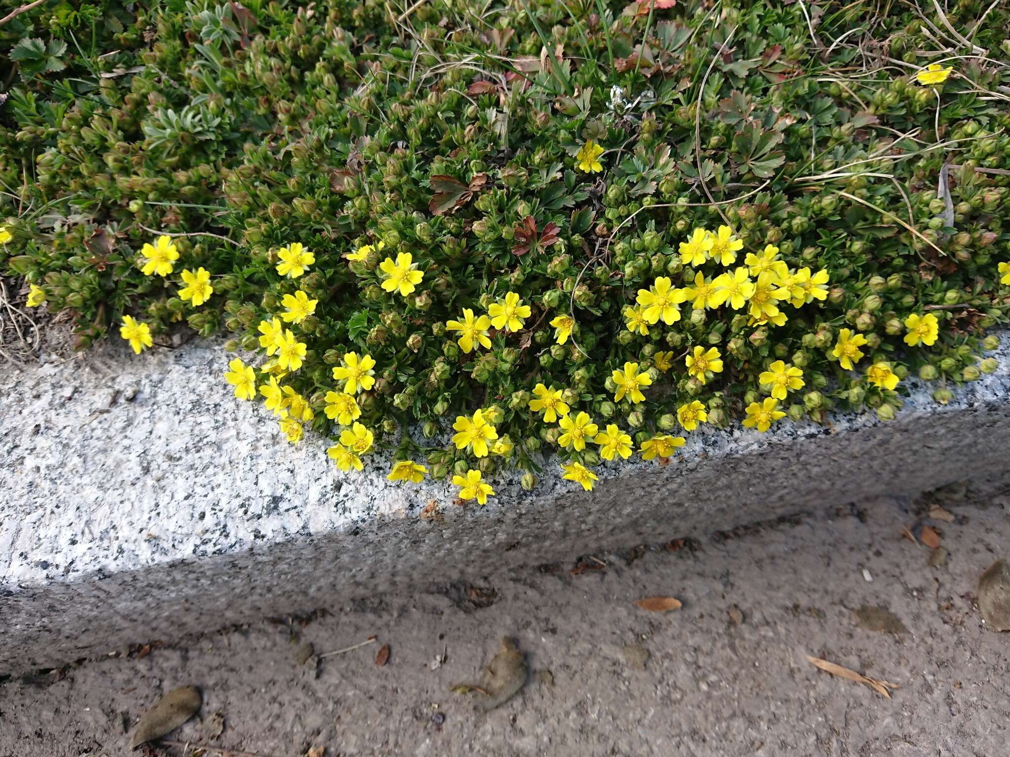 Image of spring cinquefoil