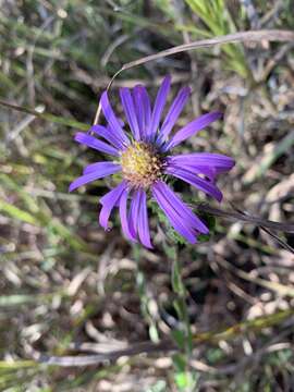 Image of barrens silky aster