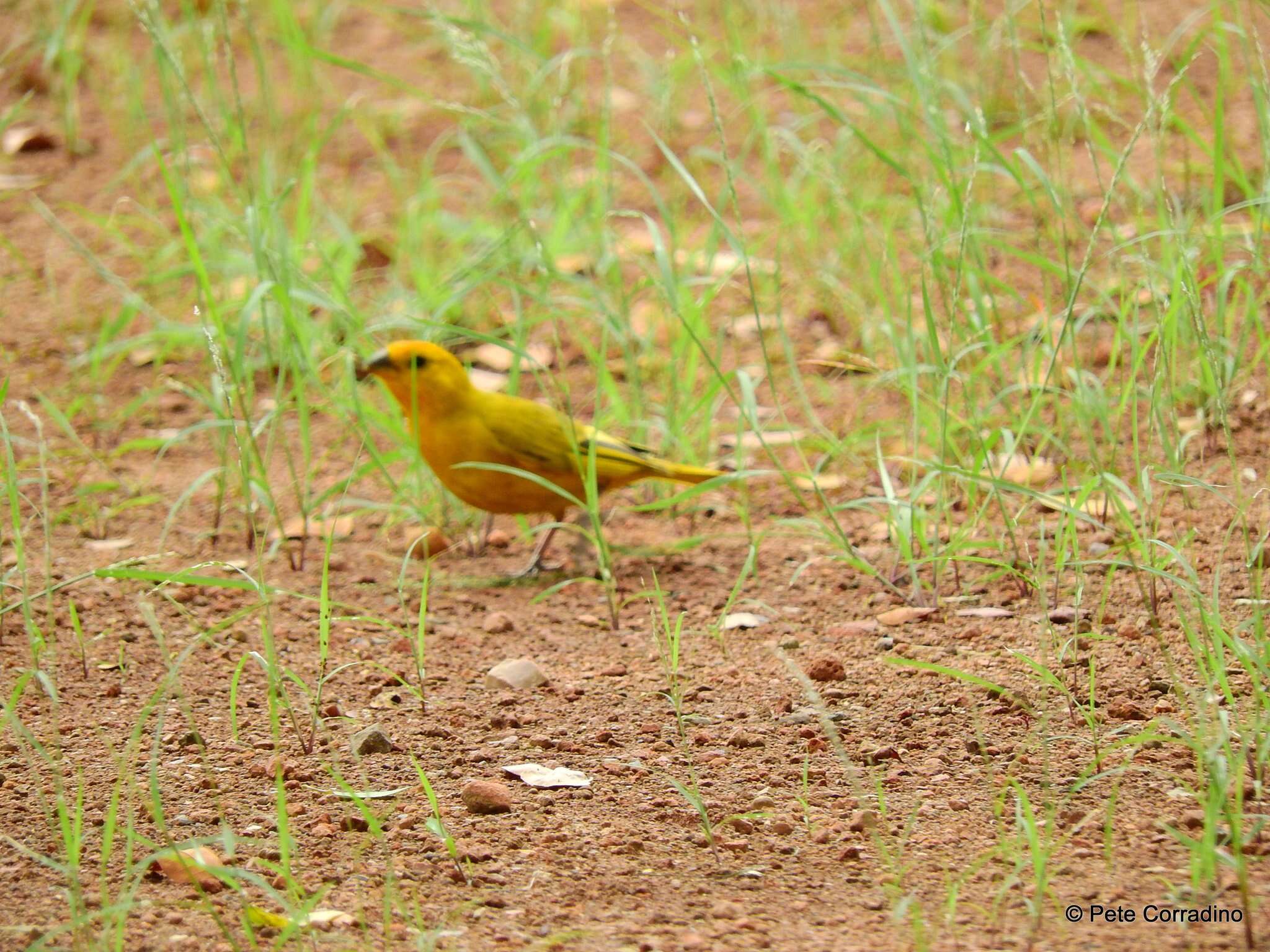 Image of Saffron Finch