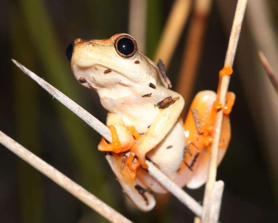 Image of Arum lily frog