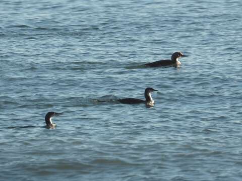 Image of Pacific Diver