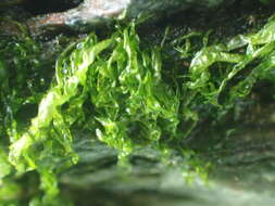 Image of Sea lettuce