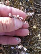 Image of Bidwell's knotweed