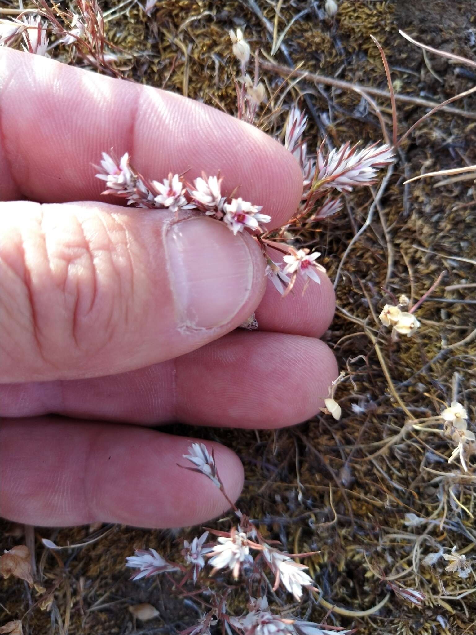 Image of Bidwell's knotweed