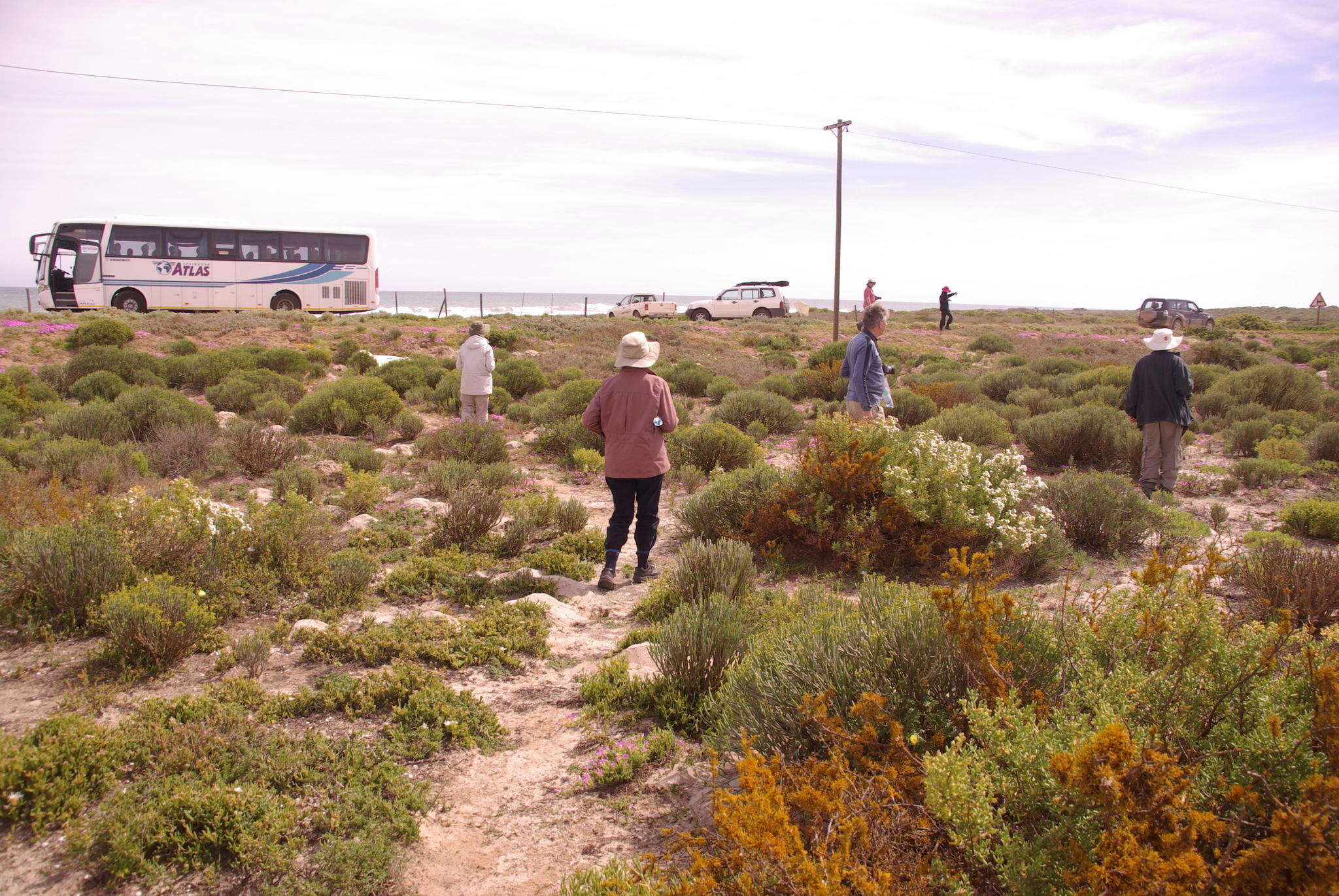 صورة Stoeberia utilis (L. Bol.) E. van Jaarsveld