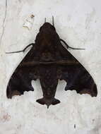 Image of Enyo ocypete (Linnaeus 1758)