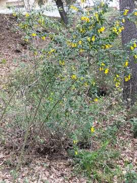 Слика од Cytisus villosus Pourr.