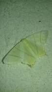 Image of swallow-tailed moth