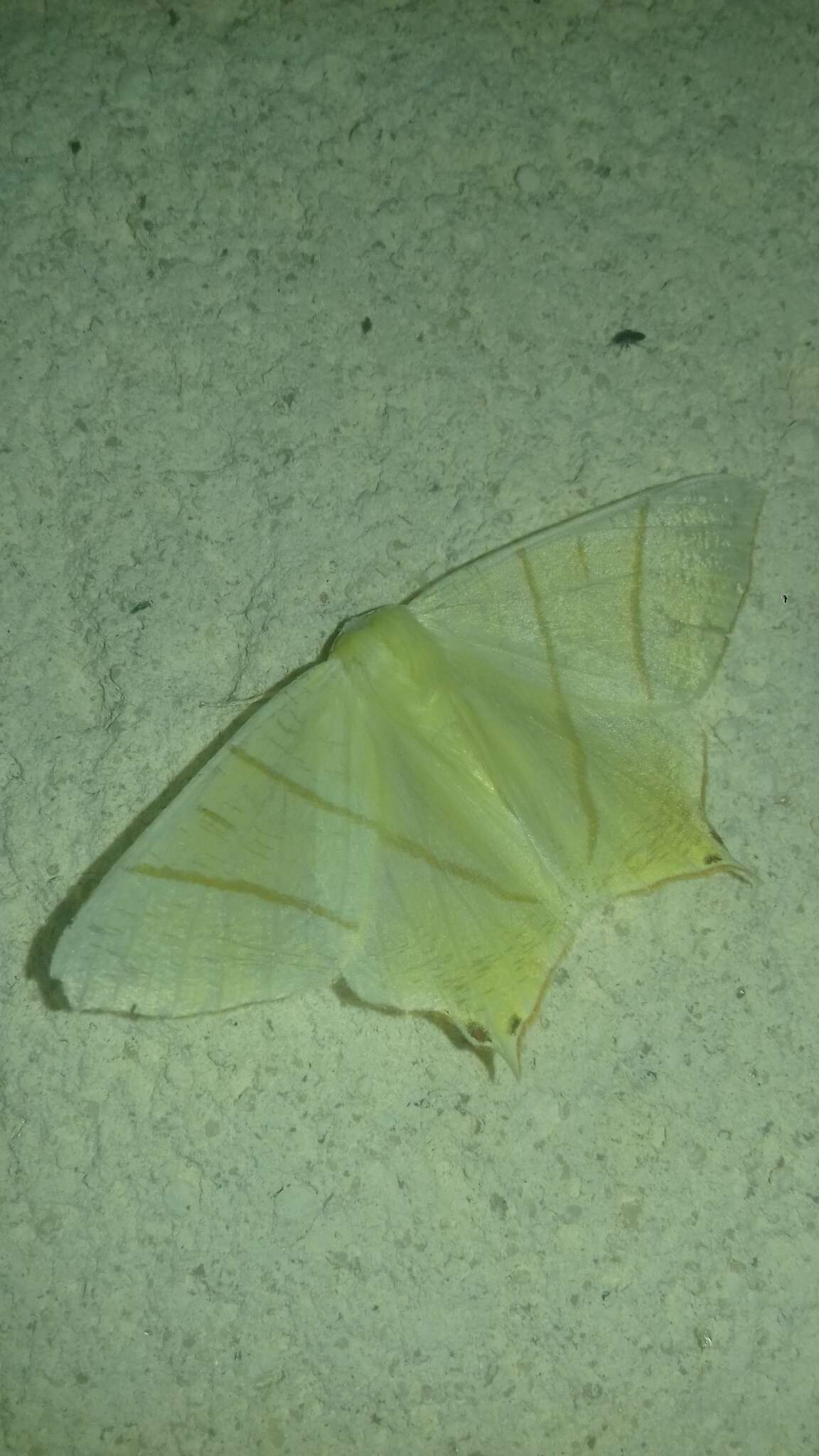 Image of swallow-tailed moth