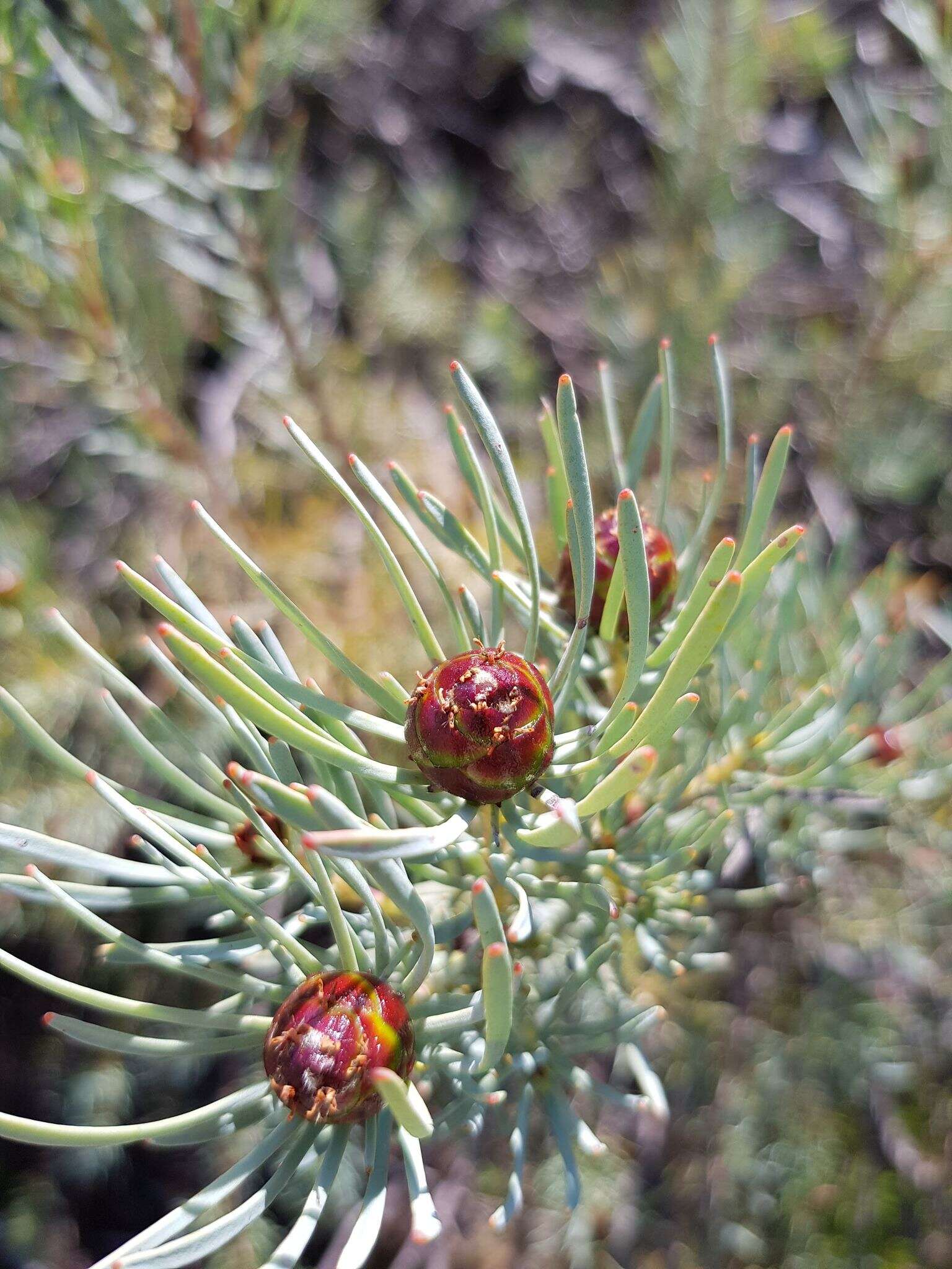 Image of Leucadendron meyerianum H. Buek ex Meissn.