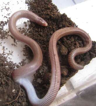 Image of Wagler's Worm Lizard