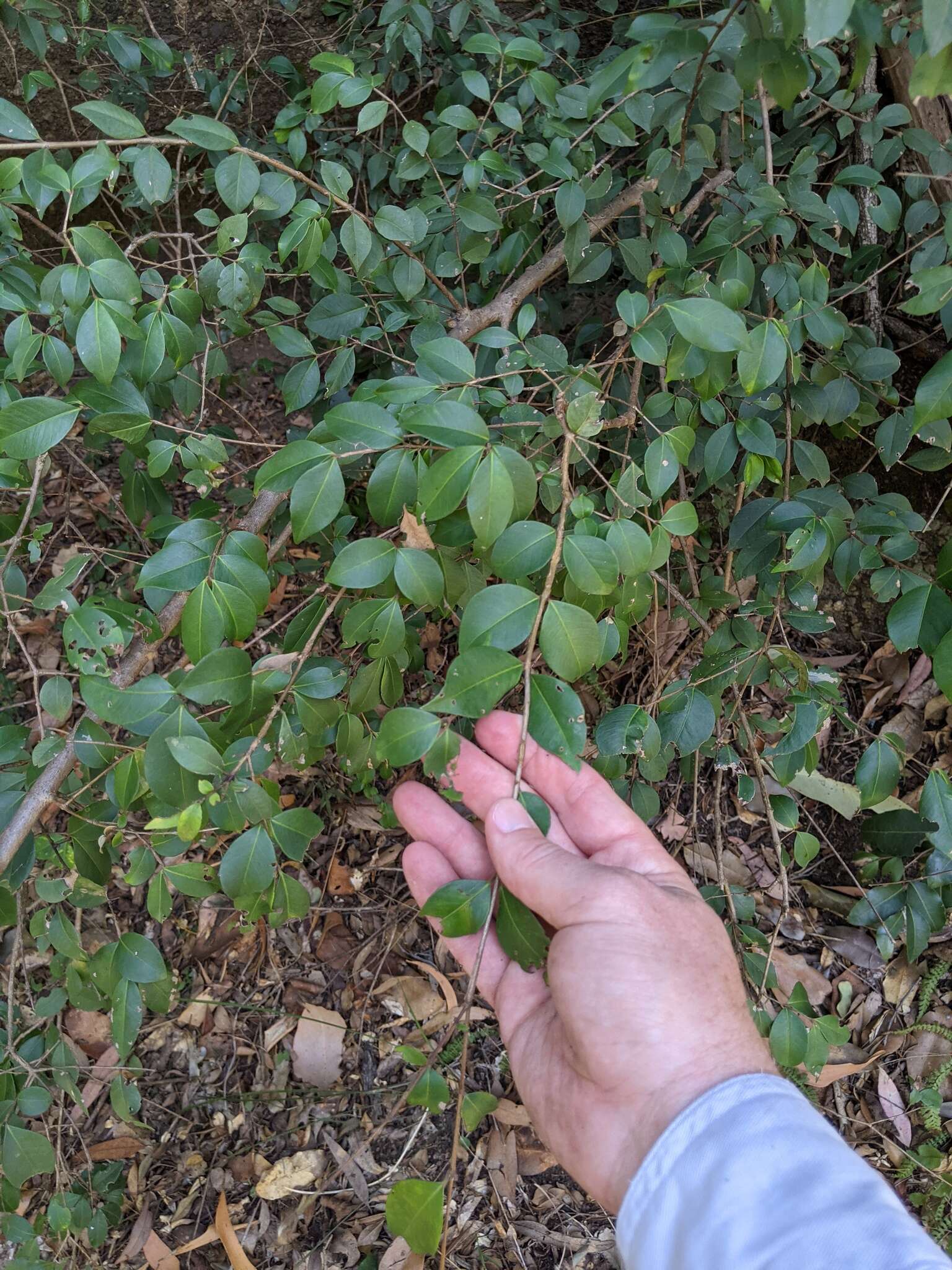 صورة Backhousia myrtifolia Hook. & Harv.