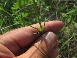 Image of Galium octonarium (Klokov) Pobed.