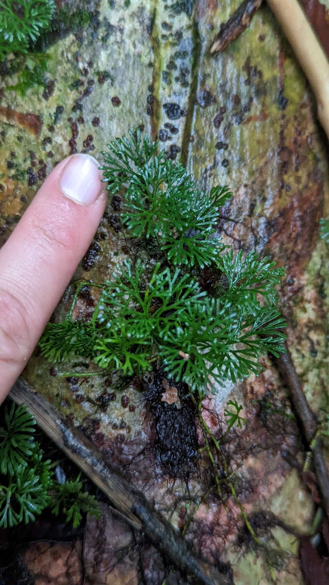 Image de Elaphoglossum peltatum (Sw.) Urb.