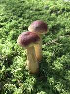 Image of Aureoboletus projectellus (Murrill) Halling 2015