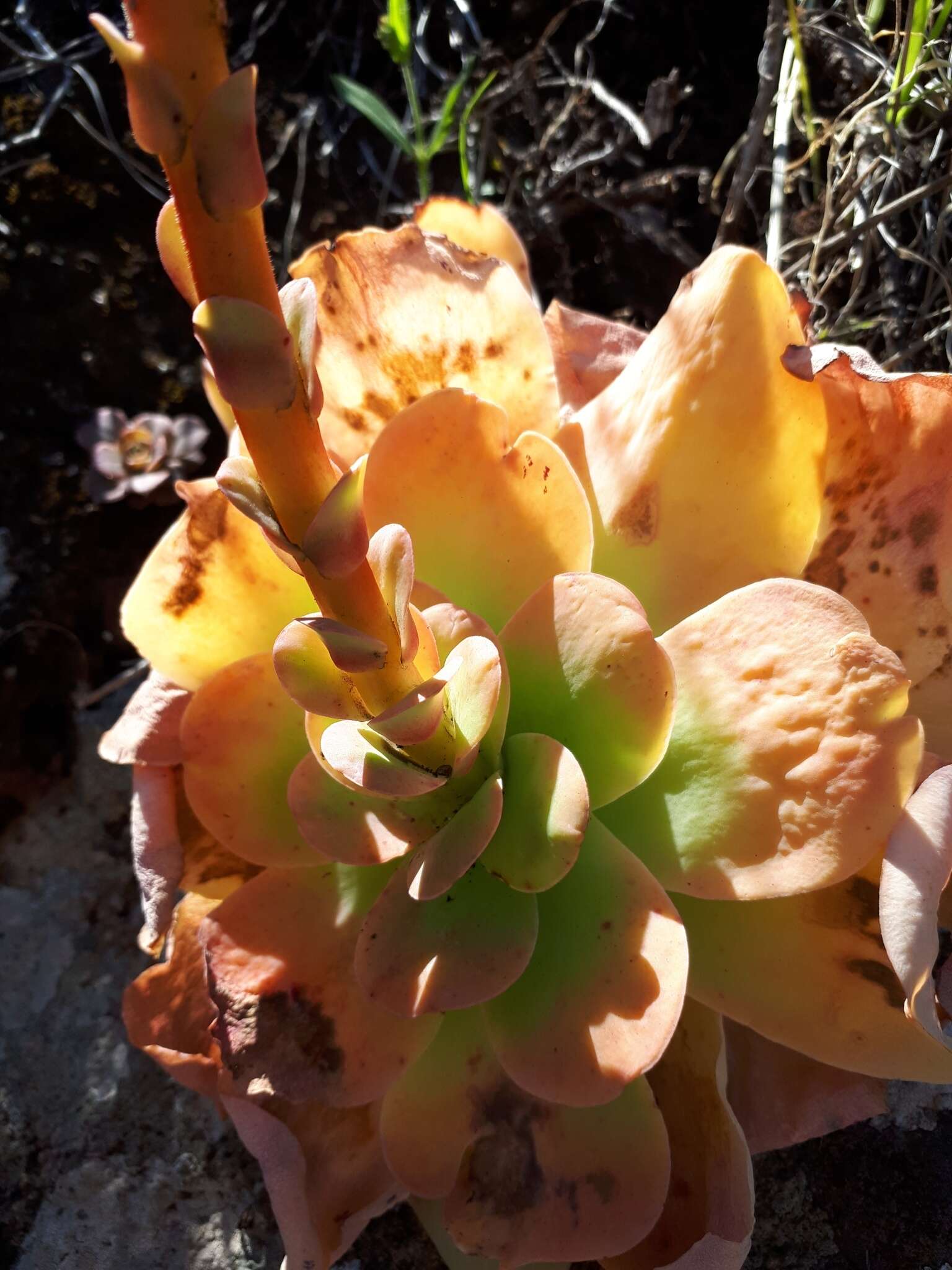 Image of Aeonium diplocyclum (Webb ex Bolle) T. H. M. Mes