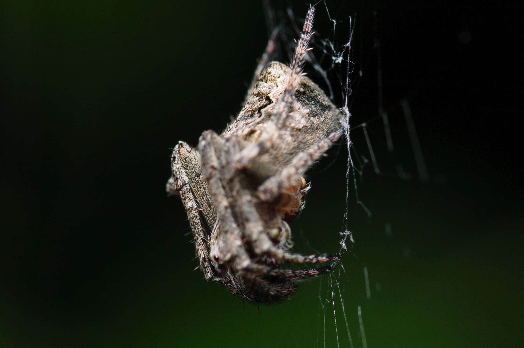 Image of Humpbacked orbweaver