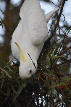 Image of Cacatua galerita galerita (Latham 1790)