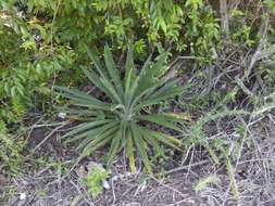 Слика од Agave vivipara L.