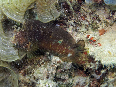 Image of Snowflake Blenny