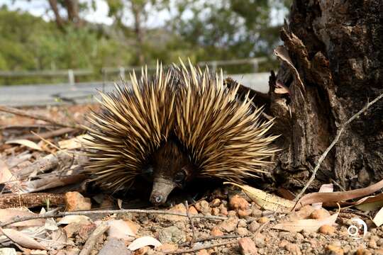 Image of Tachyglossus aculeatus acanthion (Collett 1884)