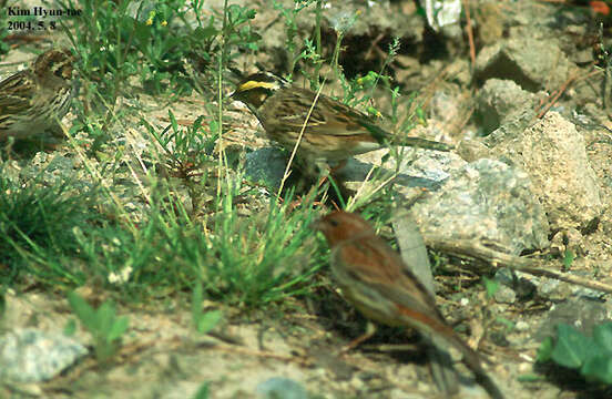 Image of Yellow-browed Bunting