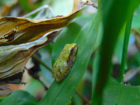 Image de Raorchestes akroparallagi (Biju & Bossuyt 2009)