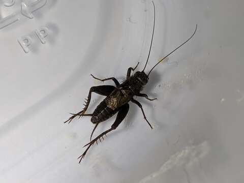 Image of Striped Ground Cricket