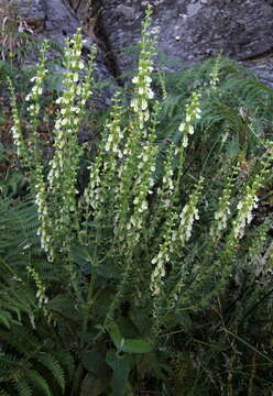 Sivun Teucrium francoi M. Seq., Capelo, J. C. Costa & R. Jardim kuva