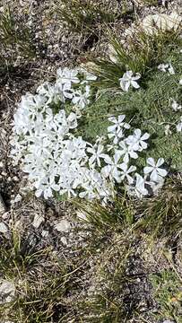 Image of cushion phlox