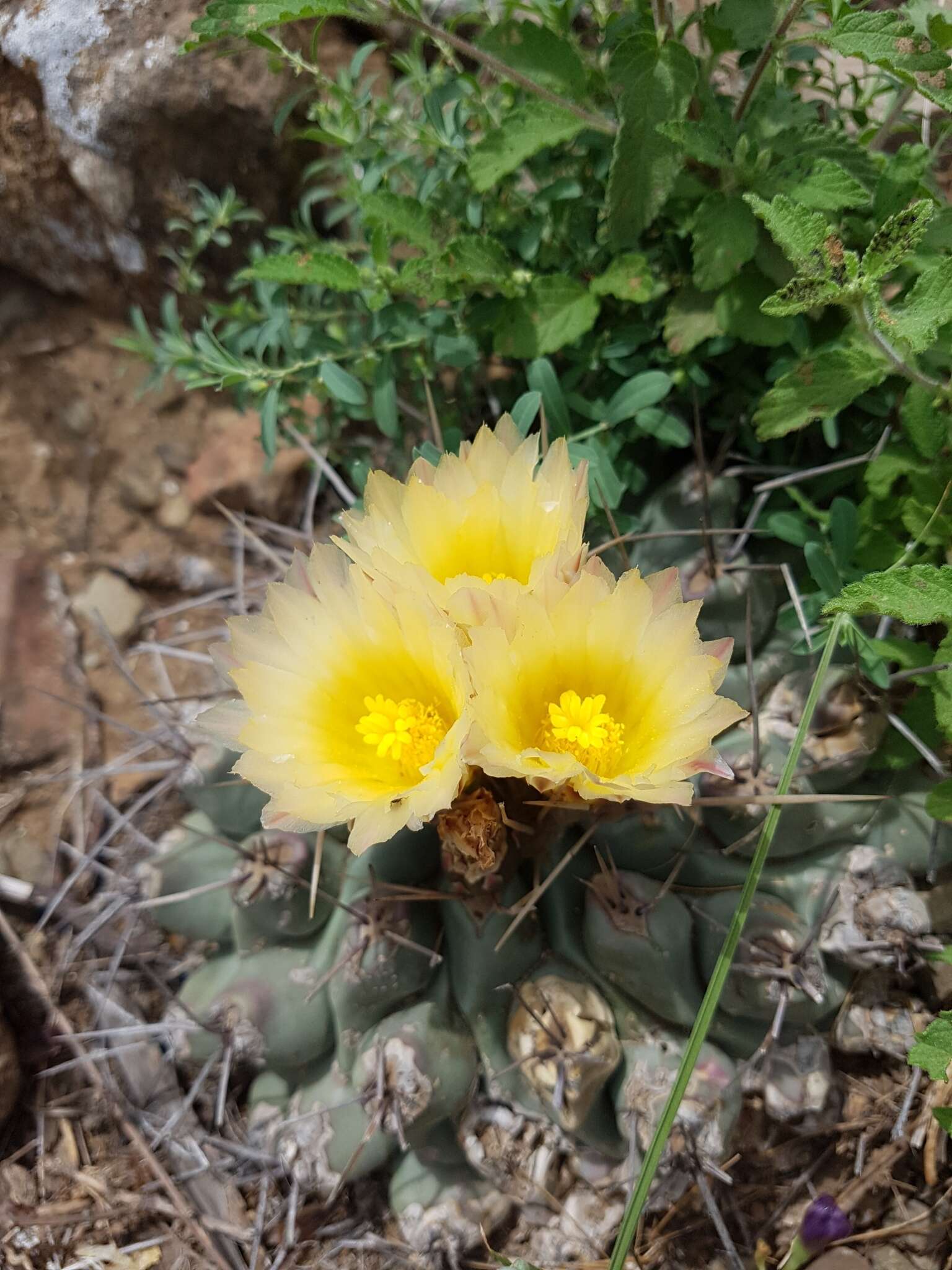 Image of Thelocactus rinconensis subsp. rinconensis