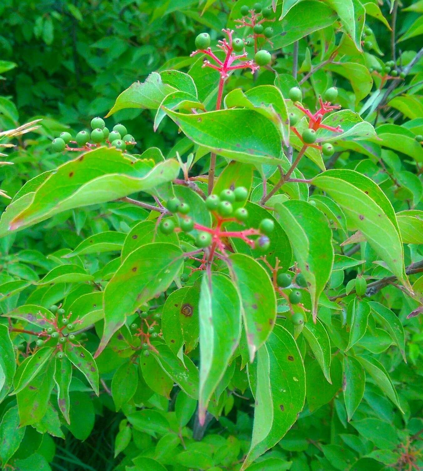 Image de Cornus drummondii C. A. Mey.