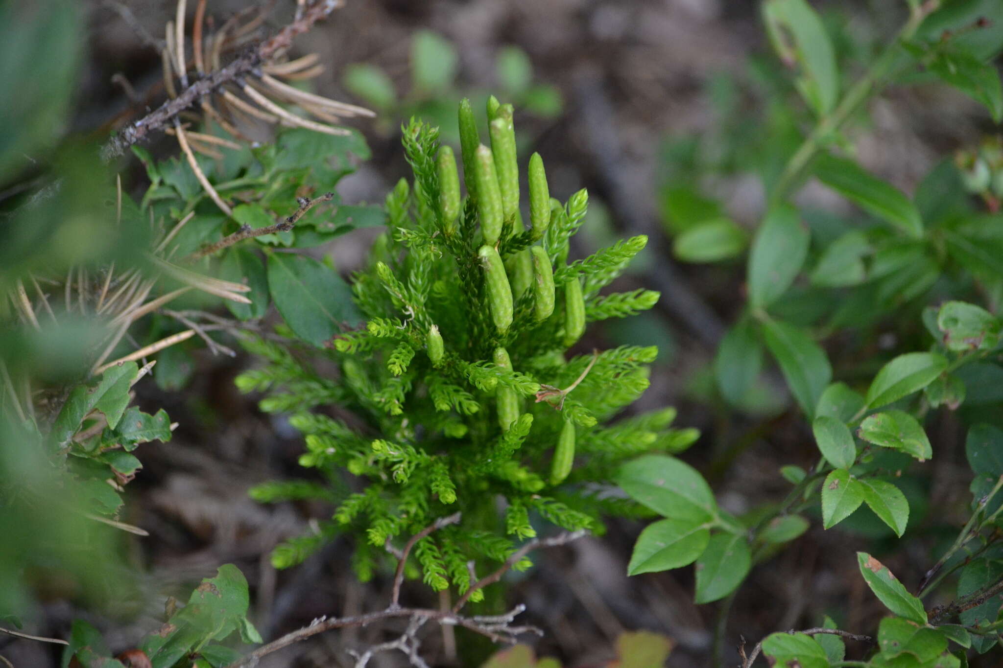 Imagem de Dendrolycopodium hickeyi (W. H. Wagner, Beitel & R. C. Moran) A. Haines