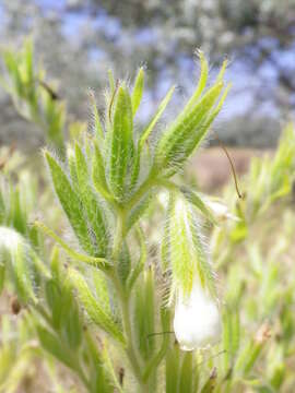 Image of <i>Onosma borysthenica</i>