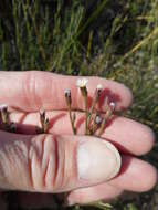 Image of Seaside American-Aster