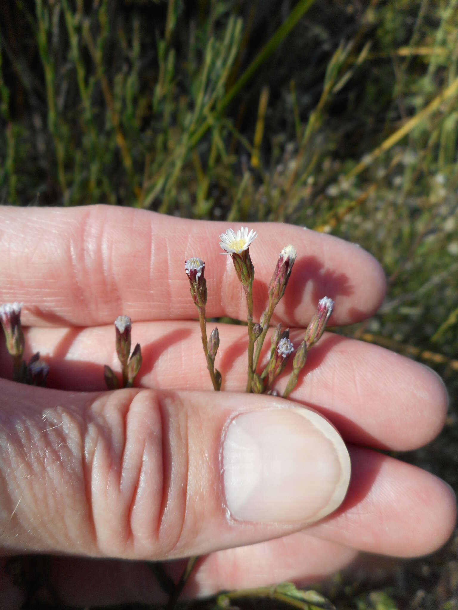 Image of Seaside American-Aster