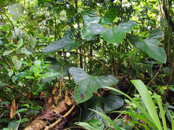 Image of Anthurium subsignatum Schott