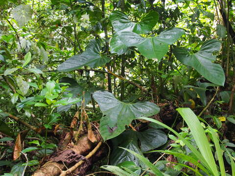 Image of Anthurium subsignatum Schott