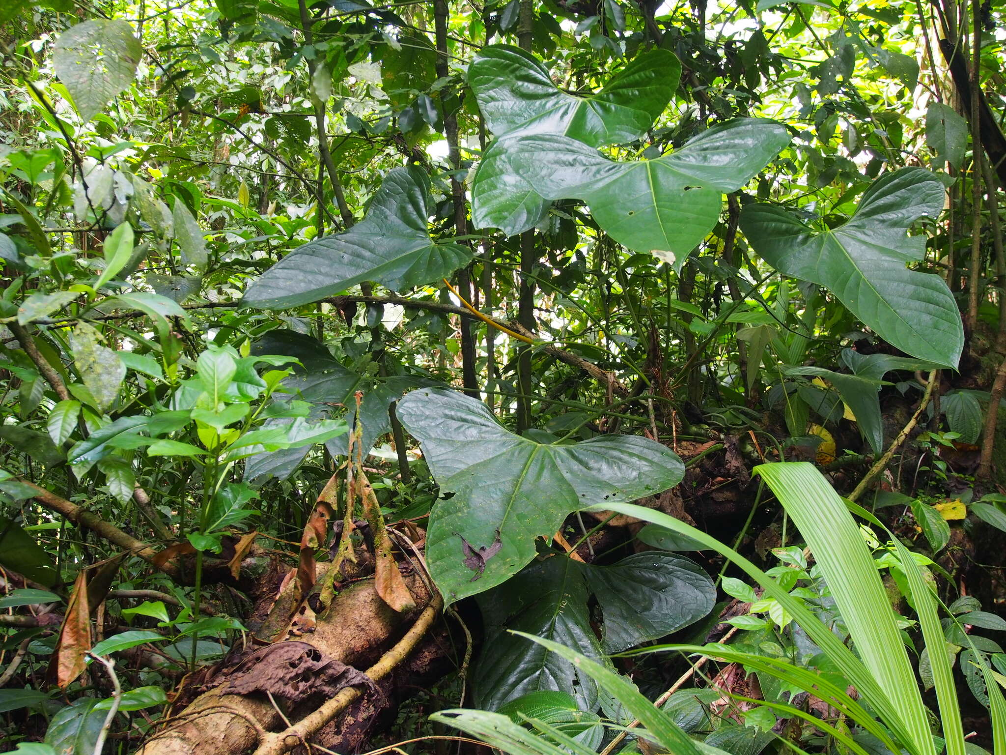 Anthurium subsignatum Schott resmi