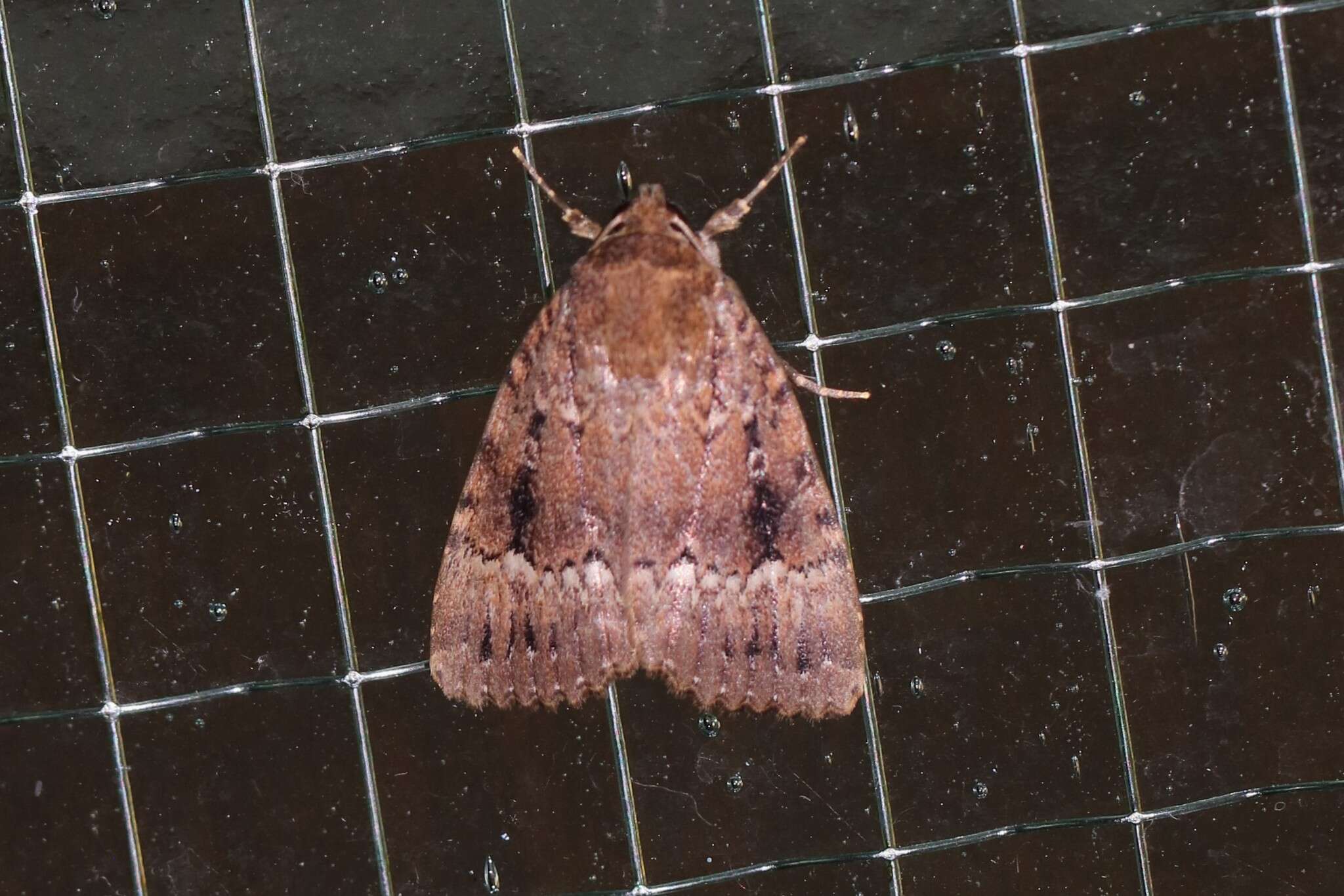 Слика од Amphipyra pyramidea Linnaeus 1758