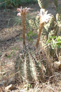 Image of Echinopsis leucantha (Gillies ex Salm-Dyck) Walp.