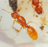 Imagem de <i>Pheidole furtiva</i>