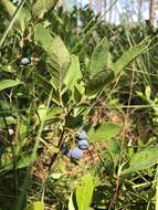 Image of blue huckleberry