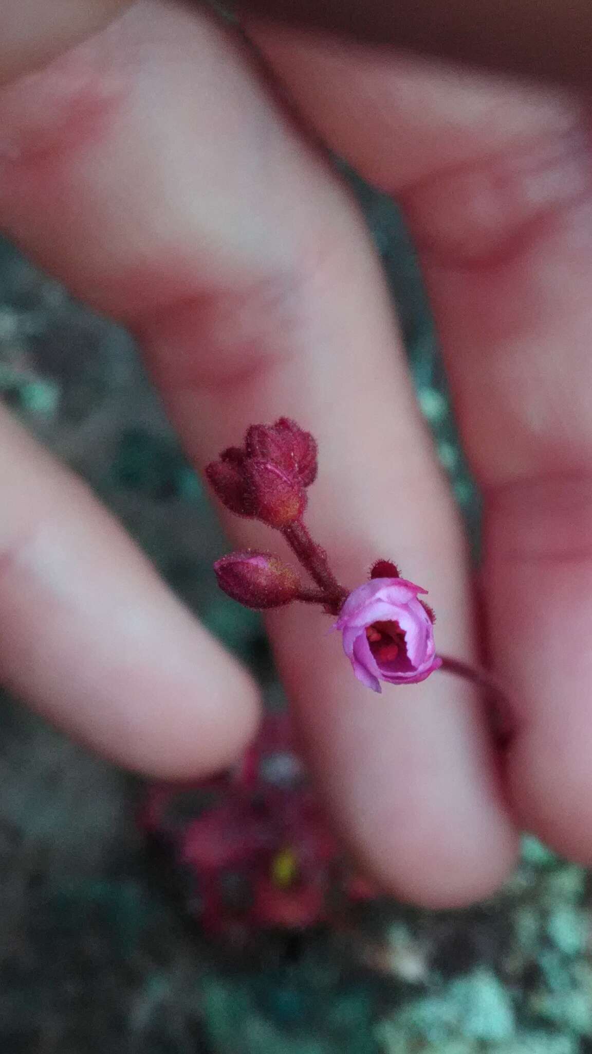 Imagem de Drosera montana var. tomentosa (St. Hil.) Diels