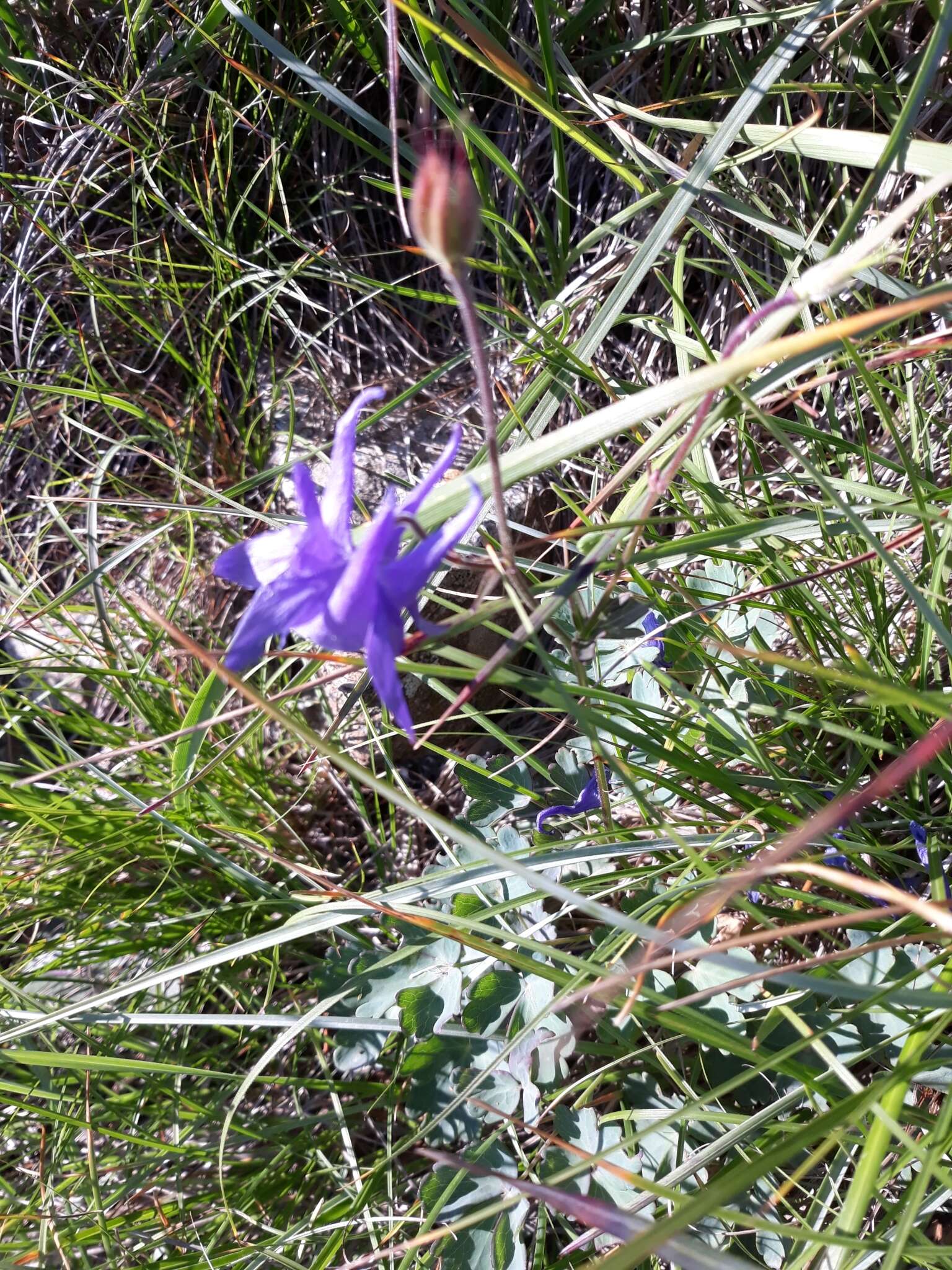 Image of Aquilegia ophiolithica Barberis & E. Nardi