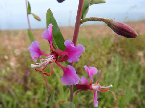 Image of elegant clarkia