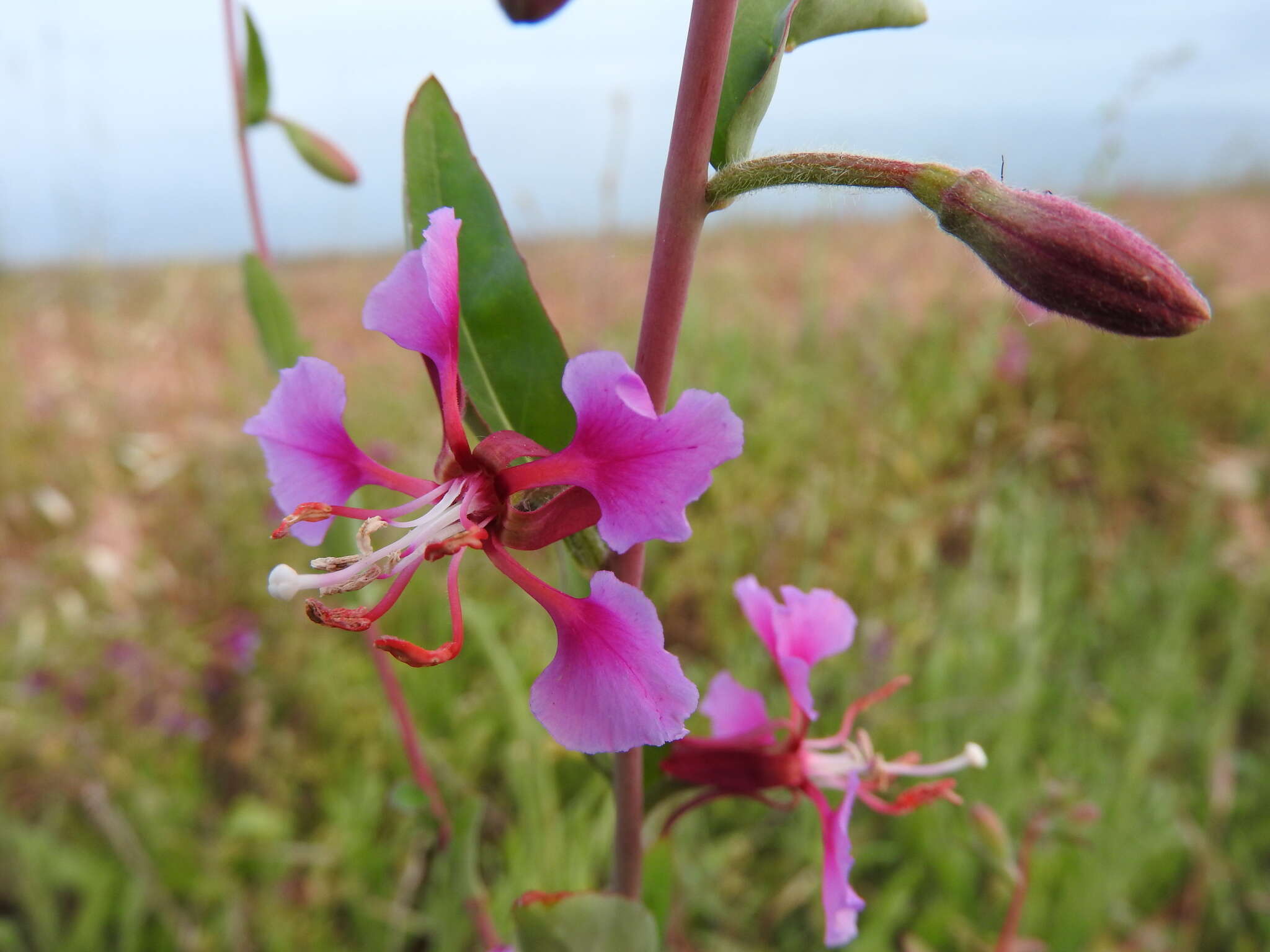 Image of elegant clarkia