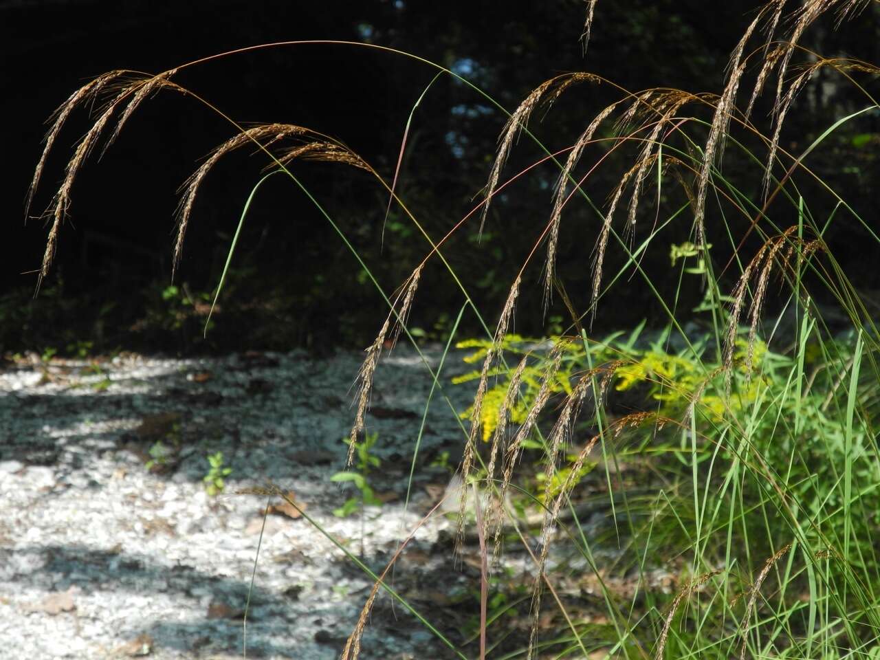 Image of slender Indiangrass